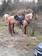 Palomino merrie, Dieren en Toebehoren, Paarden, Merrie, Recreatiepaard, Gechipt, 11 jaar of ouder