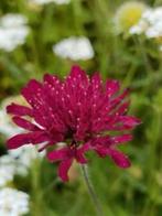 Knautia macedonica, 6 potjes voor 5 euro , laatste weken !, Autres espèces, Plein soleil, Été, Enlèvement