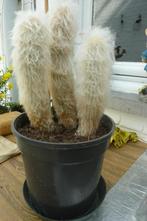 cactussen, Ophalen