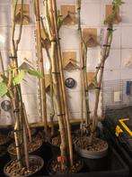 Brugmansias vaste plant dus geen stekken 12 stuks, Tuin en Terras, Planten | Tuinplanten, Volle zon, Vaste plant, Zomer, Ophalen