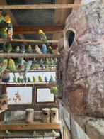 KWEEKRIJPE KOPPELS GRASPARKIETEN VANAF 15 EURO/KOPPEL, Plusieurs animaux, Perruche