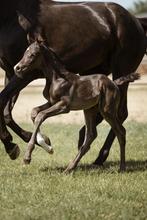 Prachtig hengstenveulen Asgard’s Ibiza X Blue Horse Farell, Dieren en Toebehoren