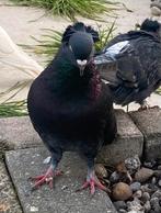 Mooi duiven, Dieren en Toebehoren