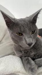 Bleu russe pour enfants de 4 à 7 mois, 0 à 2 ans