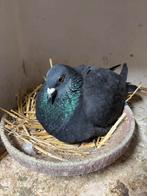 Jonge reisduiven, Dieren en Toebehoren