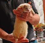 Fretten, Dieren en Toebehoren, Mei, Mannelijk