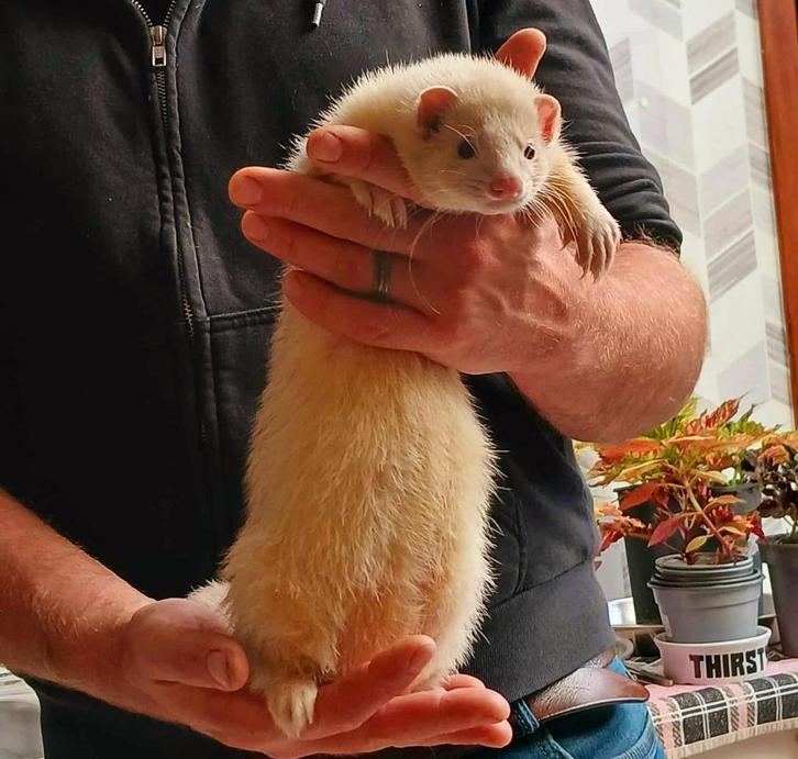 Fretten, Dieren en Toebehoren, Overige Dieren, Mannelijk, Mei