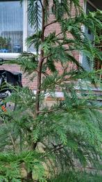 Levensboom Martin, Tuin en Terras, Ophalen, 100 tot 250 cm