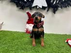 Chiots Pinscher miniatures, Animaux & Accessoires, Parvovirose, Belgique, Plusieurs, Chienne