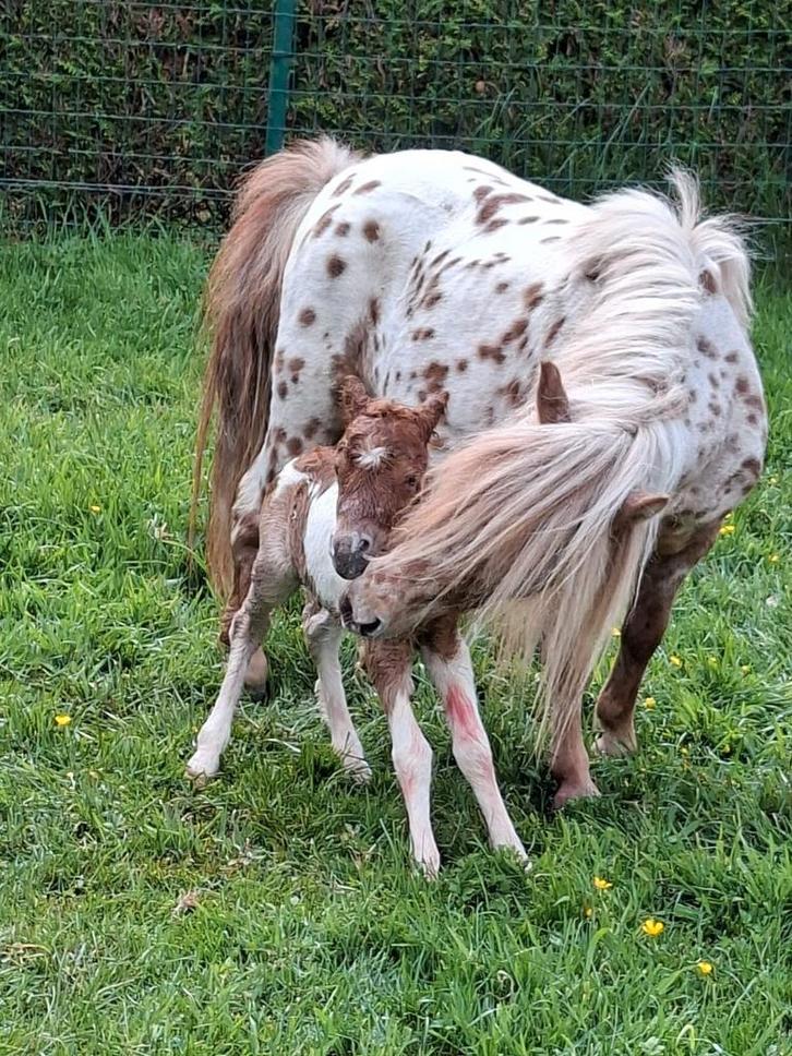 VERKOCHT!!! Drachtige merrie appaloosa, Dieren en Toebehoren, Pony's