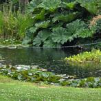 GRATIS ENORME HOEVEELHEID WATERLELIES, Tuin en Terras, Vijvers, Ophalen