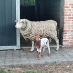twee ooien met ramlam
