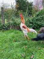 Shamo Haan, Dieren en Toebehoren, Februari, Mannelijk