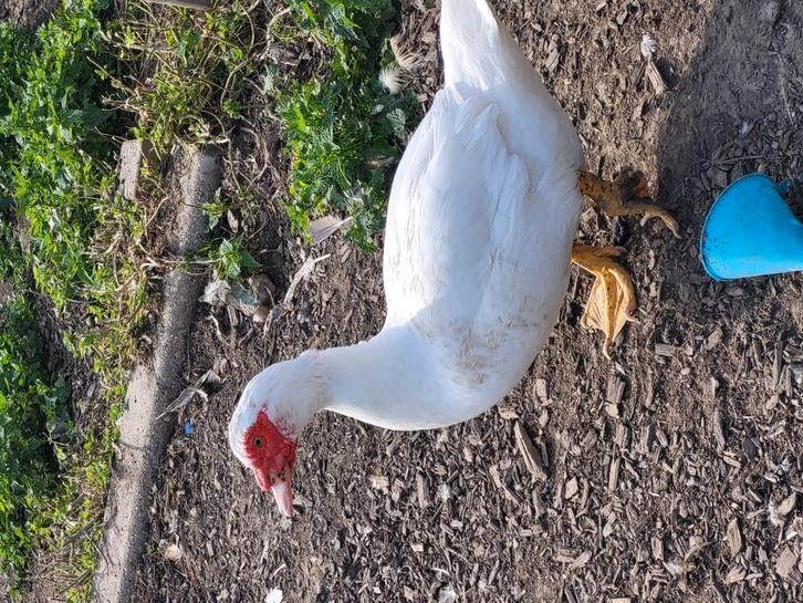 Barberie/muskus eend trio's en jonge dieren, Dieren en Toebehoren, Pluimvee, Eend