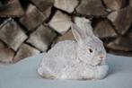 Dwergkonijn voedster, Dieren en Toebehoren, Konijnen, Vrouwelijk, Klein, 0 tot 2 jaar