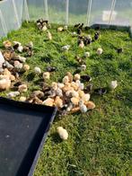 Kuikentjes te koop, Dieren en Toebehoren
