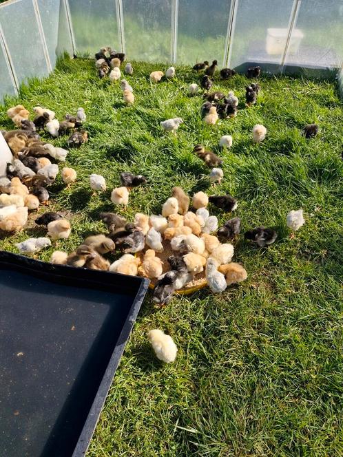 Kuikentjes te koop, Dieren en Toebehoren, Pluimvee