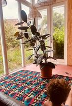 Rubberplant 1m50 met pot, Huis en Inrichting, Kamerplanten, Ophalen, Ficus, Halfschaduw, In pot