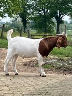Boerbok met stamboom, Animaux & Accessoires, Moutons, Chèvres & Cochons, Mâle, Chèvre