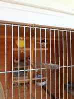 Mooi koppel kanarie 2024 2025, Dieren en Toebehoren, Vogels | Kanaries
