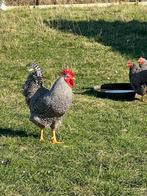 Amrock kip broedeieren raszuiver, Poule ou poulet