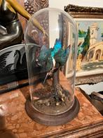 Taxidermie Ijsvogel, Verzamelen, Dierenverzamelingen, Ophalen, Vogel, Opgezet dier