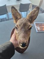 Mooi vintage hert taxidermie, Collections, Collections Animaux, Enlèvement, Cerf