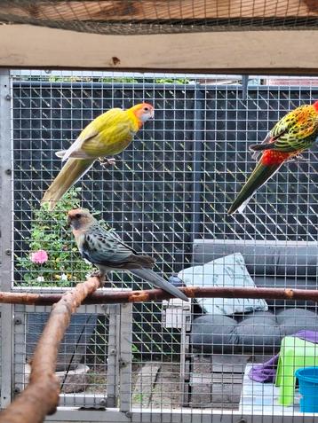 Rosella pop