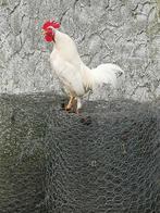 haan, Dieren en Toebehoren