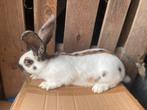 Reuzenvlinder/lotharinger (driekleur), Dieren en Toebehoren, Konijnen