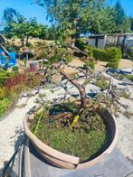 startplant prebonsai Pinus mugo, Ophalen, In pot