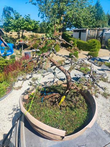 startplant prebonsai Pinus mugo beschikbaar voor biedingen
