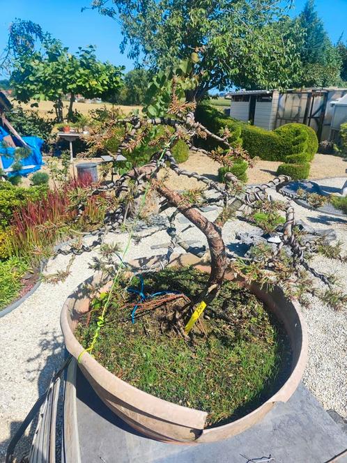 startplant prebonsai Pinus mugo, Tuin en Terras, Planten | Bomen, In pot, Ophalen