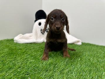 Doxipoo pup beschikbaar voor biedingen