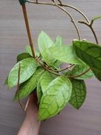 Hoya cv nui, Enlèvement ou Envoi