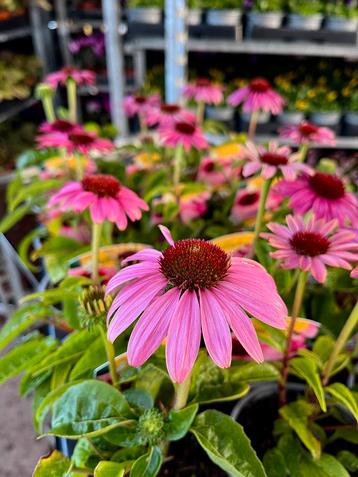Echinacea Prairie Splendor beschikbaar voor biedingen