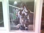 Kader met volleyballers erop.H.Wiersma 89., Sport en Fitness, Volleybal, Ophalen of Verzenden, Gebruikt, Overige typen