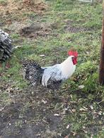 Hanen, Dieren en Toebehoren, Pluimvee, Mannelijk, Kip