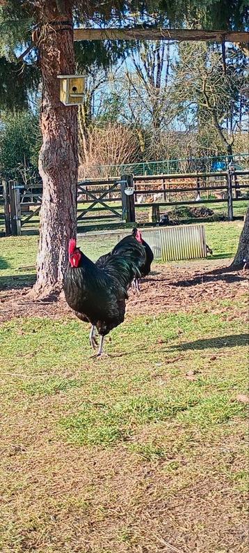 Australorp haan beschikbaar voor biedingen