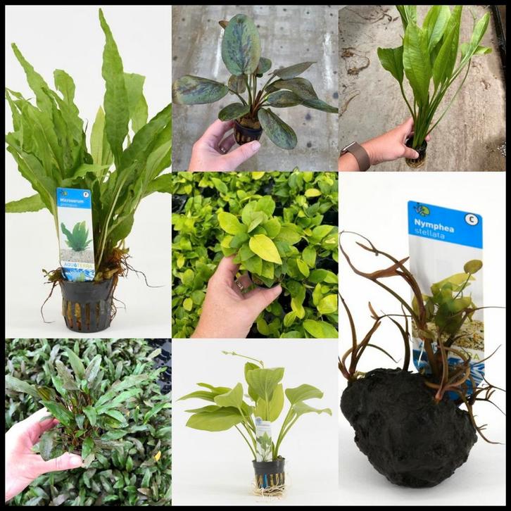 Black friday actie!, Dieren en Toebehoren, Vissen | Aquariumvissen, Zoetwatervis, Overige typen, Schoolvis