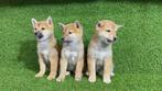 Shiba inu pups, Dieren en Toebehoren, 15 weken tot 1 jaar, Overige rassen, Buitenland, Meerdere