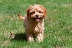 Cavapoo pups te koop, 15 weken tot 1 jaar, Overige rassen, Buitenland, CDV (hondenziekte)