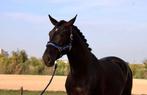 Zwarte PRE ruin, Dieren en Toebehoren, Ruin, Recreatiepaard