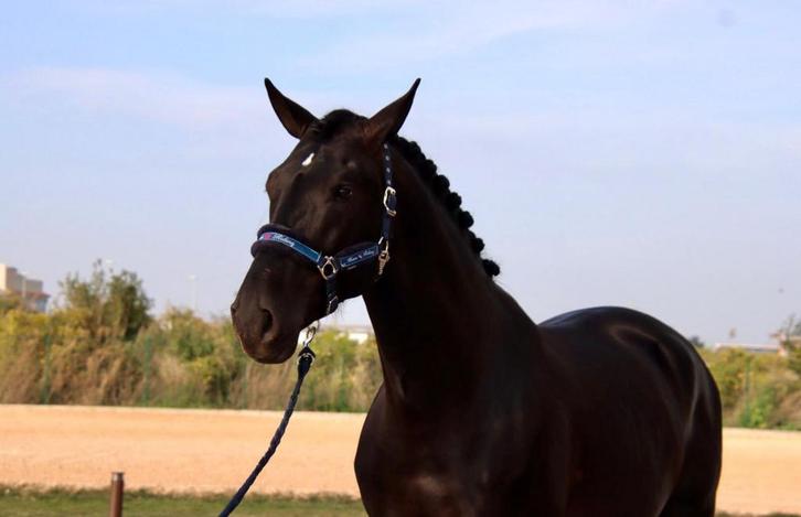Zwarte PRE ruin, Dieren en Toebehoren, Paarden, Ruin, Recreatiepaard
