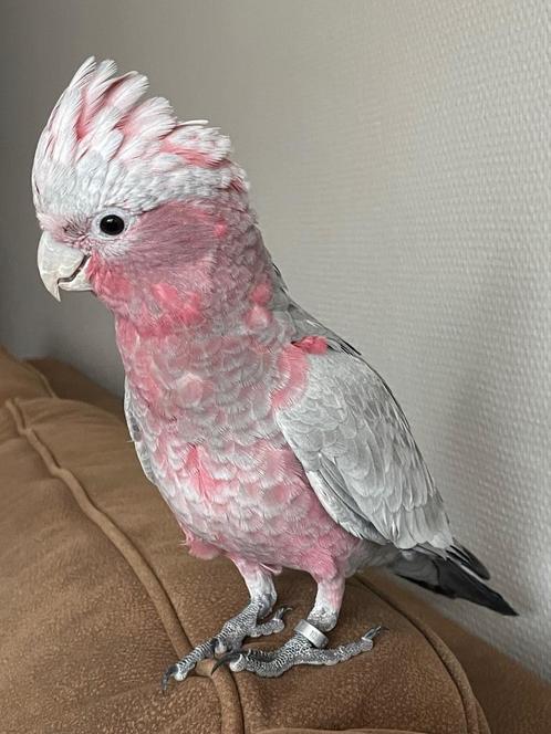 Handtamme rose kaketoe, Dieren en Toebehoren, Vogels | Parkieten en Papegaaien, Papegaai, Pratend, Tam, Geringd