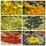 Neocaridina kleurenmix 30 garnalen voor 25 euro, Dieren en Toebehoren, Vissen | Aquariumvissen, Kreeft, Krab of Garnaal, Zoetwatervis