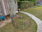 Europese pijlstaarten 2025, Dieren en Toebehoren, Meerdere dieren, Geringd