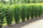 Panicum virgatum 'Northwind', Ophalen, Siergrassen