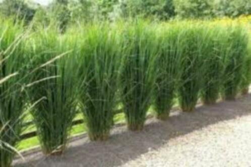 Panicum virgatum 'Northwind', Tuin en Terras, Planten | Tuinplanten, Siergrassen, Ophalen