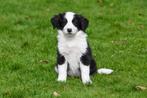 Chiot Border Collie à vendre - femelle, Un chien, Belgique, Parvovirose, 15 semaines à 1 an